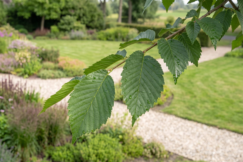 Iep - Ulmus 'Dodoens' hoogstam boom