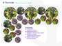 Biologisch Lampenpoetsersgras - Pennisetum alopecuroides 'Hameln'