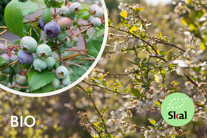 Biologische Blauwe bes - Vaccinium corymbosum 'Bluecrop'