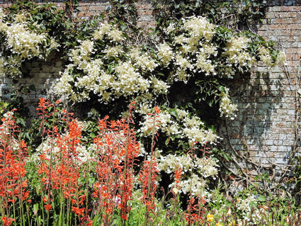 Valse klimhortensia - Schizophragma hydrangeoides 'moonlight'