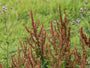 Biologisch Veldzuring - Rumex acetosa