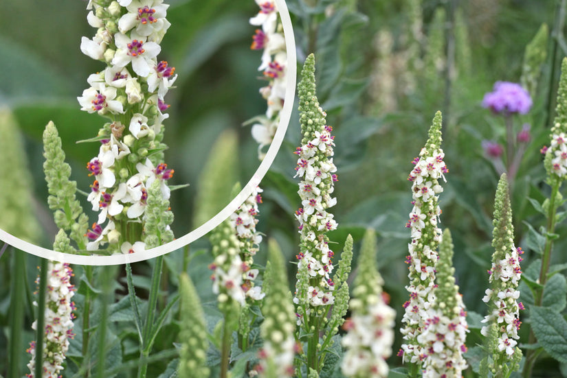 Witte Toorts - Verbascum chaixii 'Album'