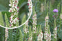 Witte Toorts - Verbascum chaixii 'Album'