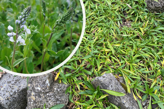 Gentiaan ereprijs (Hoogte 40 cm, Wintergroen) - Veronica gentianoides