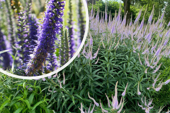 Lange ereprijs (Hoogte 80 cm) - Veronica longifolia 'Blauriesin'