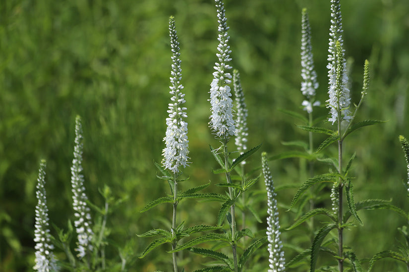 Biologisch Ereprijs - Veronica longif. 'Schneeriesin'