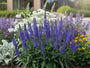 Ereprijs - Veronica spicata 'Anniversary Blue'