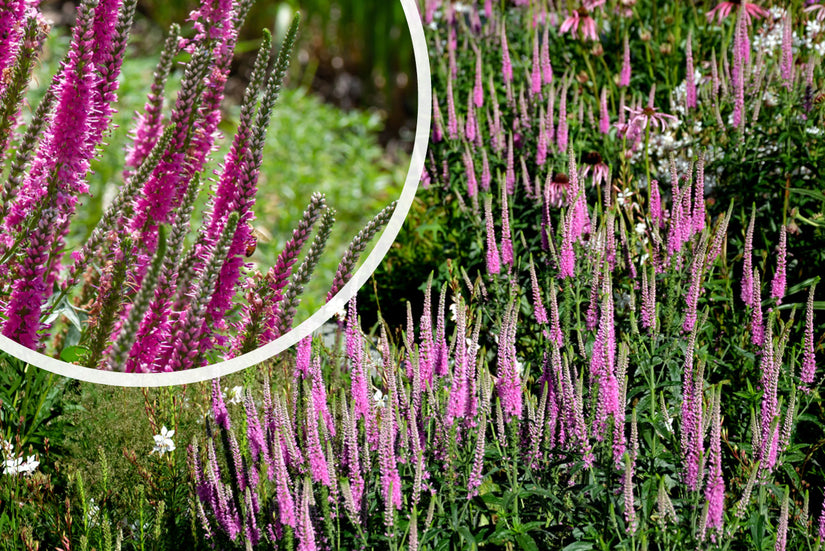 Aar ereprijs - Veronica spicata 'Heidekind'