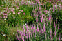 Aar ereprijs - Veronica spicata 'Heidekind'