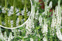 Aar ereprijs (Wit) - Veronica spicata 'Icicle'