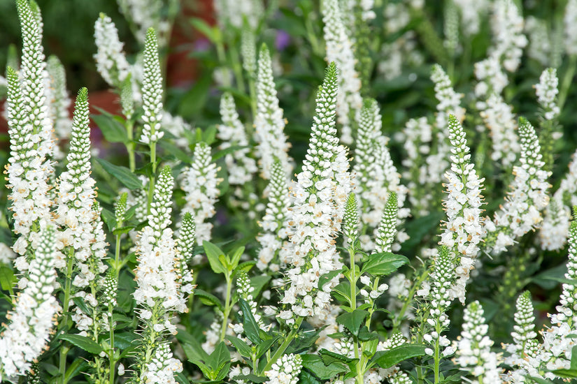 Aar ereprijs (Wit) - Veronica spicata 'Icicle'