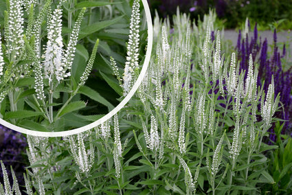 Aar ereprijs - Veronica spicata 'Snow Pearl'