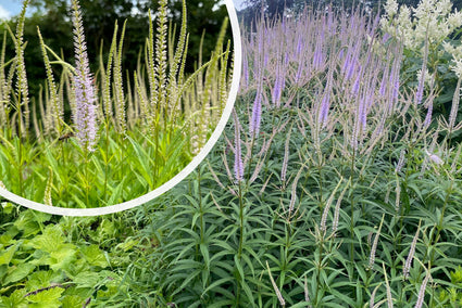 Zwarte ereprijs - Veronicastrum virginicum 'Lavendelturm'