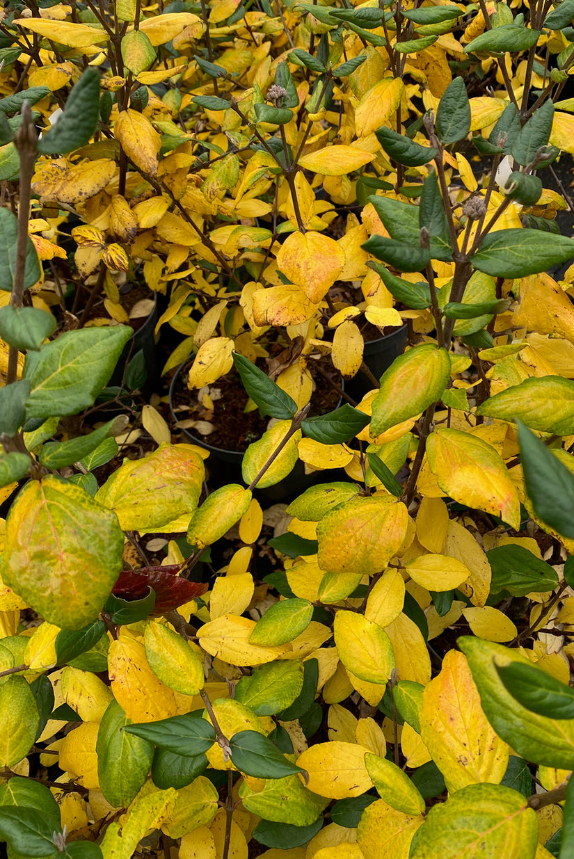 Sneeuwbal - Viburnum x burkwoodii 'Mohawk'