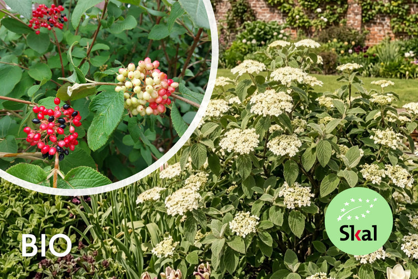 Biologische Wollige sneeuwbal - Viburnum Lantana (inheemse struik)