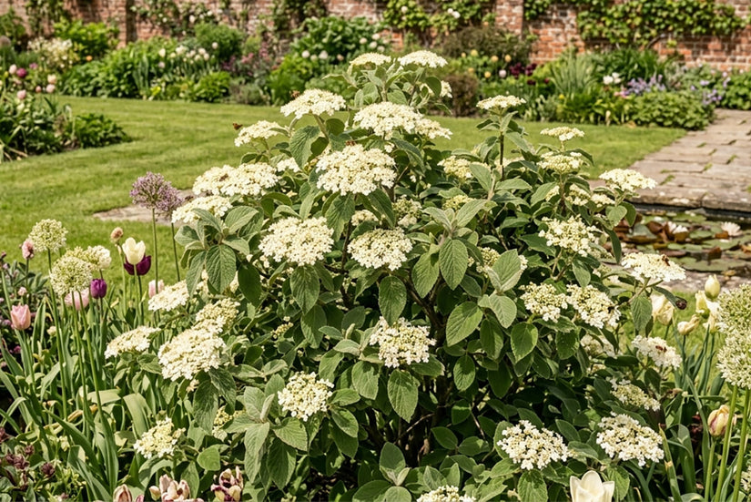 Biologische Wollige sneeuwbal - Viburnum Lantana (inheemse struik)