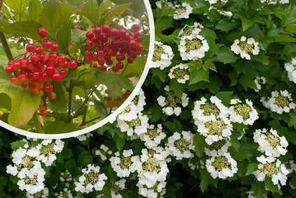 Gelderse Roos - Viburnum Opulus