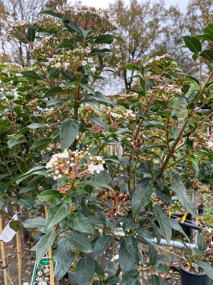 Wintergroene Sneeuwbal op stam - Viburnum tinus