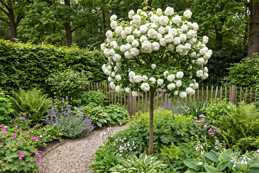 Gelderse roos op stam - Viburnum opulus 'Roseum' Halfstam