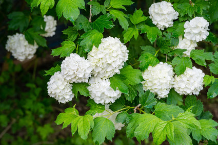 Gelderse roos op stam - Viburnum opulus 'Roseum' Halfstam