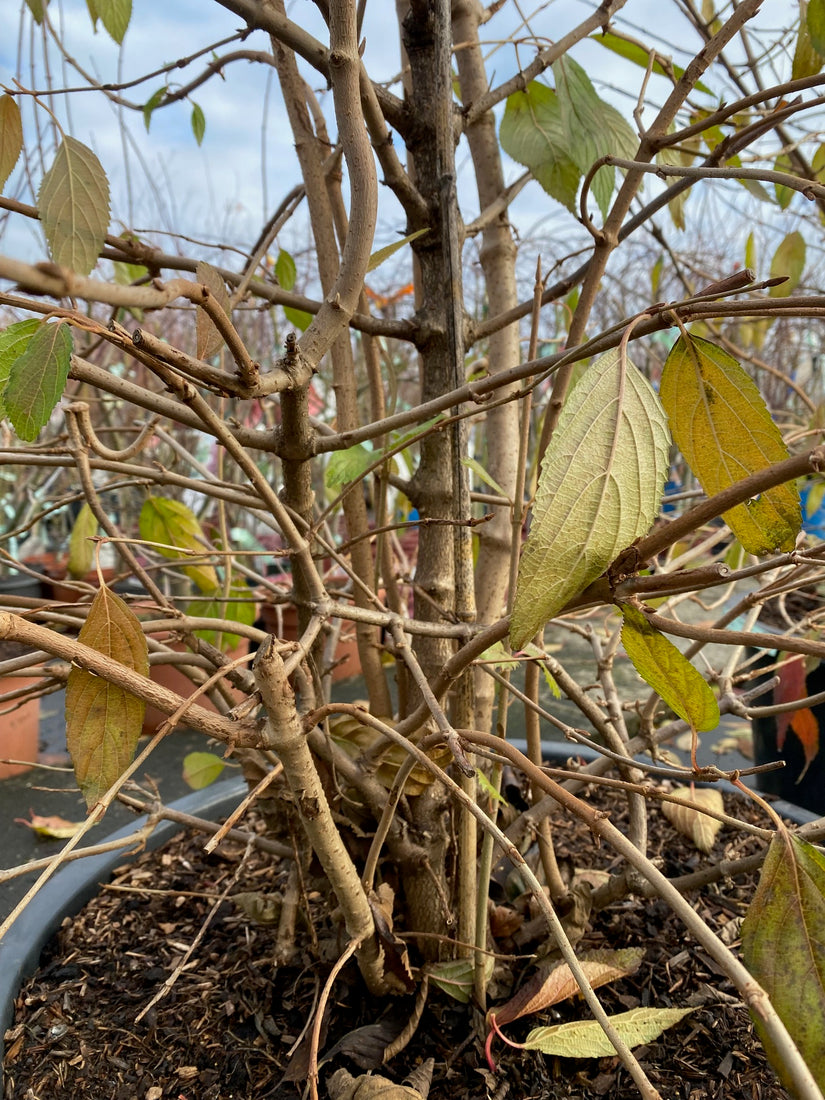 Japanse sneeuwbal - Viburnum plicatum 'Kilimandjaro'