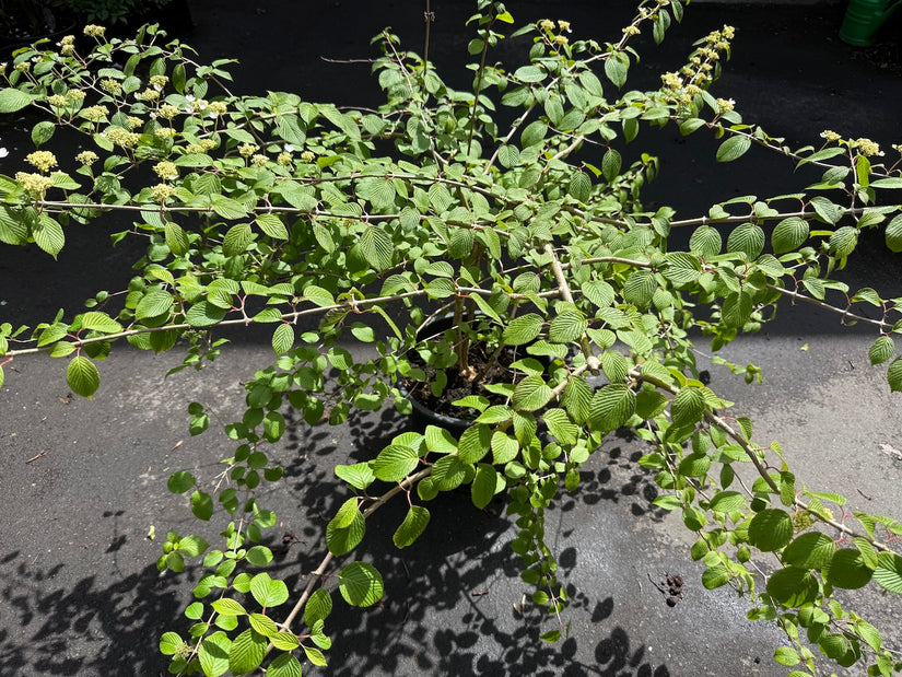Japanse Sneeuwbal - Viburnum plicatum 'Mariesii'