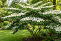 Japanse Sneeuwbal (meerstammig) - Viburnum plicatum 'Tomentosum'