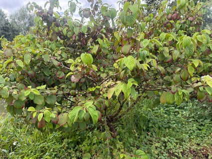 Japanse sneeuwbal - Viburnum Plicatum