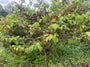 Japanse sneeuwbal - Viburnum Plicatum