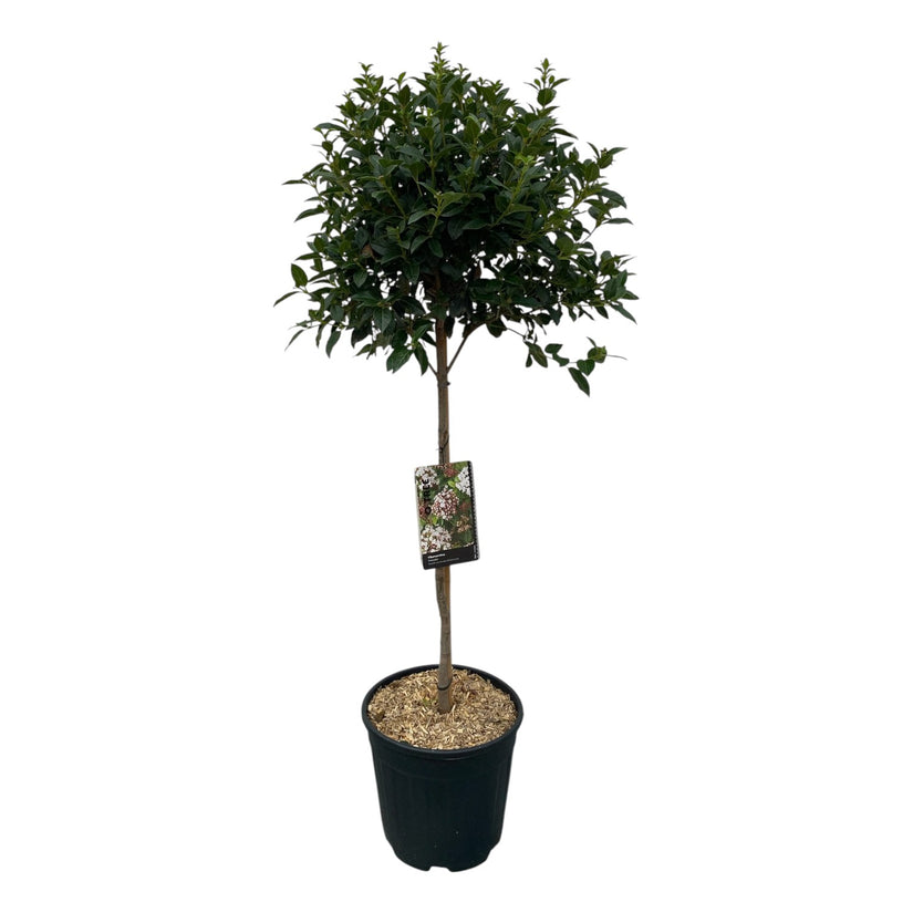 Wintergroene Sneeuwbal op stam - Viburnum tinus Halfstam