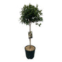 Wintergroene Sneeuwbal op stam - Viburnum tinus Halfstam