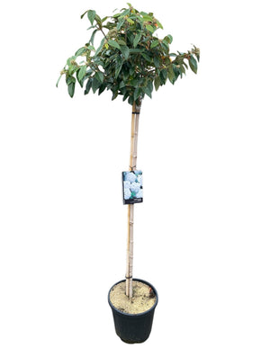 Op stam 90 cm, C10