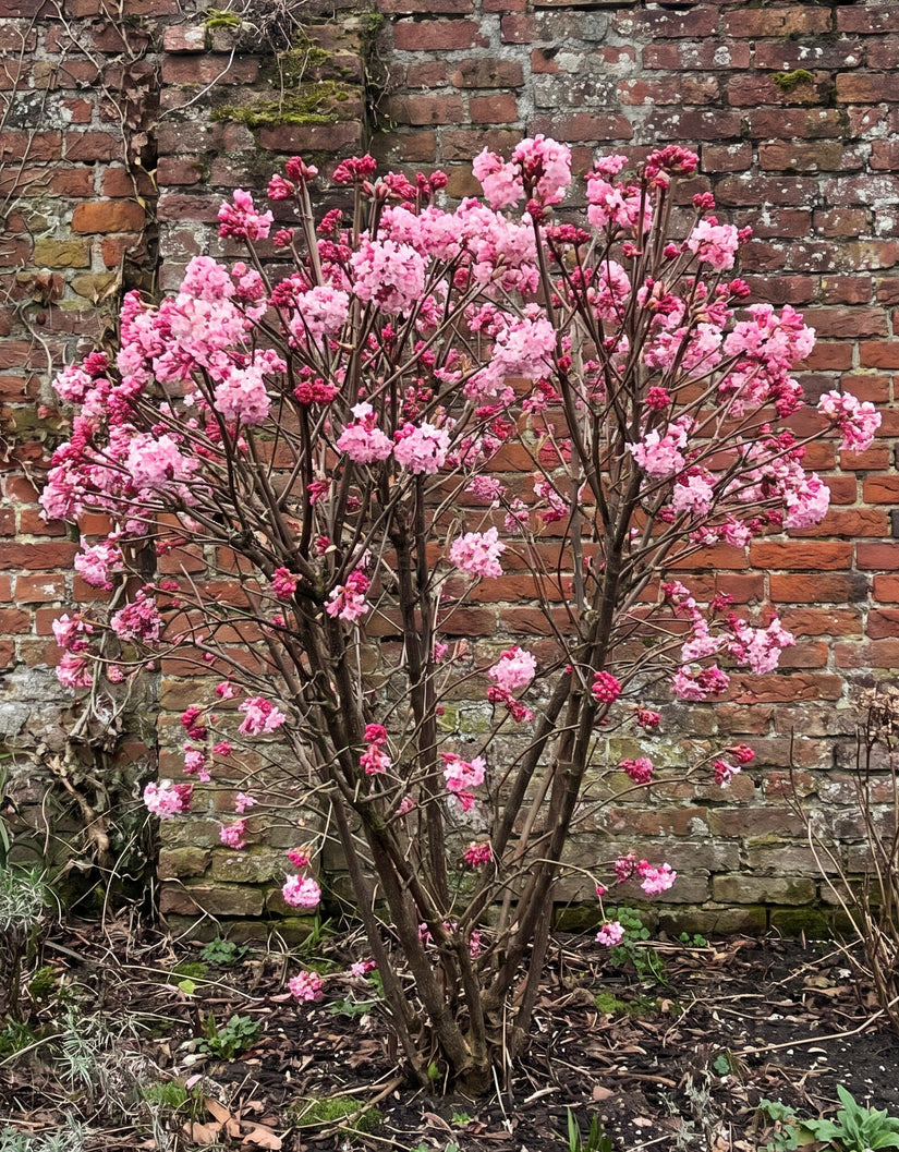 Sneeuwbal (Meerstammig) - Viburnum x bodnantense 'Charles Lamont'
