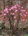 Sneeuwbal (Meerstammig) - Viburnum x bodnantense 'Charles Lamont'