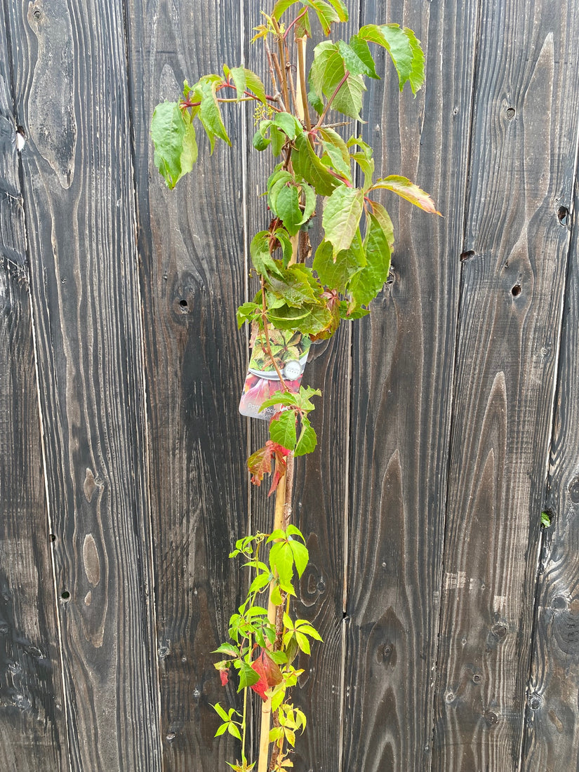 Vijfbladige wingerd - Parthenocissus quinquefolia lange variant