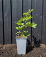 Biologische Vijgenboom - Ficus carica 'Ice Crystal'