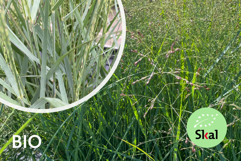 Biologisch Vingergras - Panicum virgatum 'Prairie Sky'