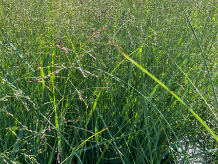 Biologisch Vingergras - Panicum virgatum 'Prairie Sky'