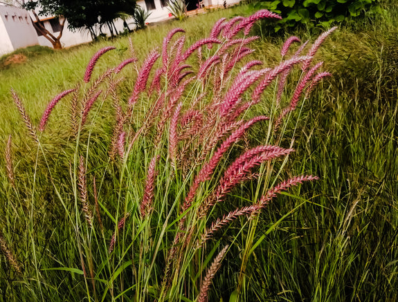 Biologisch Vingergras - Panicum virgatum 'Rehbraun'