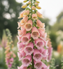Gewoon vingerhoedskruid - Digitalis purpurea 'Apricot Beauty'