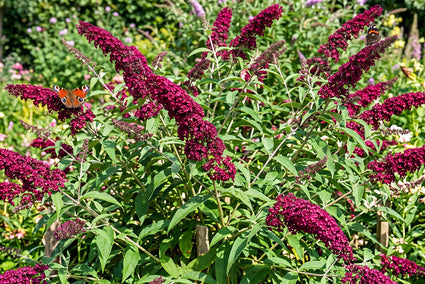 Vlinderstruik (Rood) - Buddleja davidii 'Royal Red'