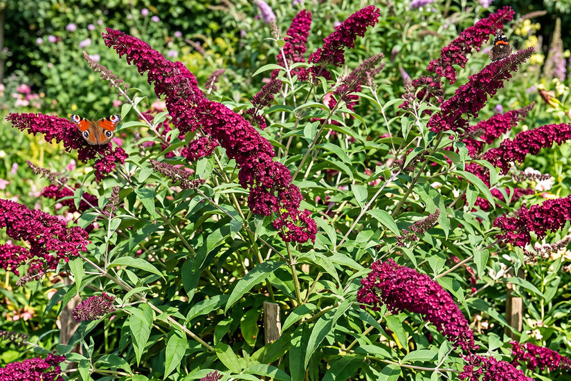Vlinderstruik (Rood) - Buddleja davidii 'Royal Red'