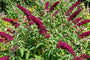 Vlinderstruik (Rood) - Buddleja davidii 'Royal Red'
