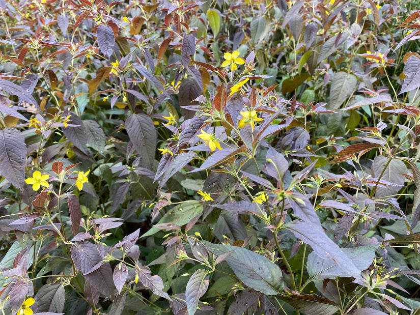 Wederik - Lysimachia ciliata 'Firecracker'