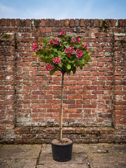 Weigelia op stam - Weigela florida 'Wings of Fire'