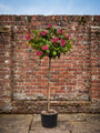 Weigelia op stam - Weigela florida 'Wings of Fire'