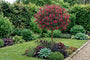 foto volgroeide weigela op stam - bristol ruby