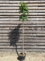 Wilde lijsterbes - Sorbus aucuparia 'Fastigiata' Hoogstam