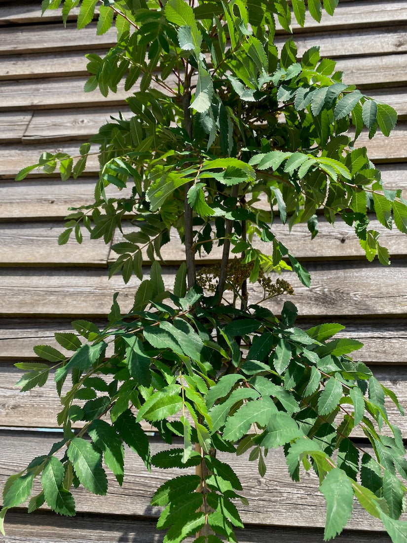 Wilde lijsterbes - Sorbus aucuparia 'Fastigiata' Hoogstam