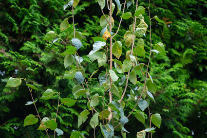 Witte Himalaya berk - Betula utilis jacquemontii zuilvormige boom